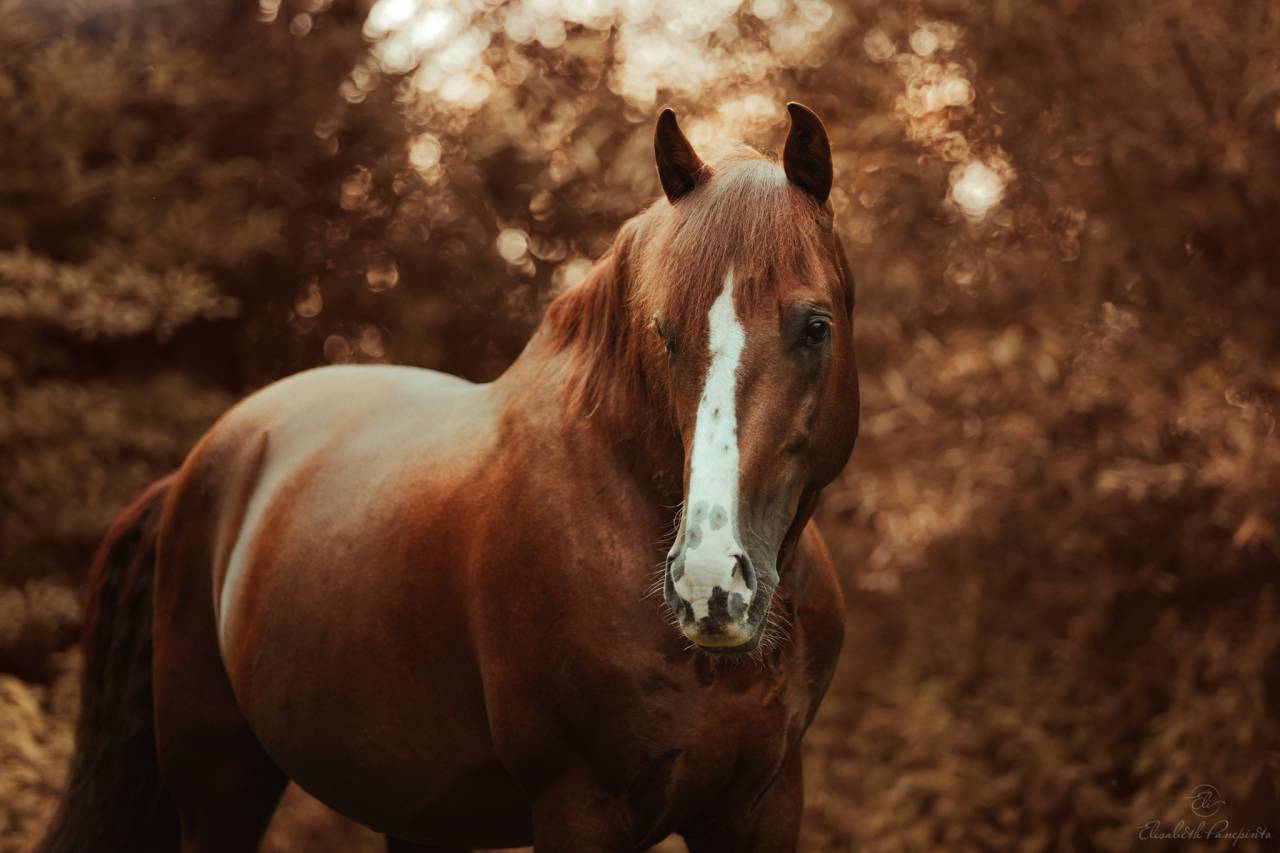 Discreto MP - PRE Pura Raza Española 2011