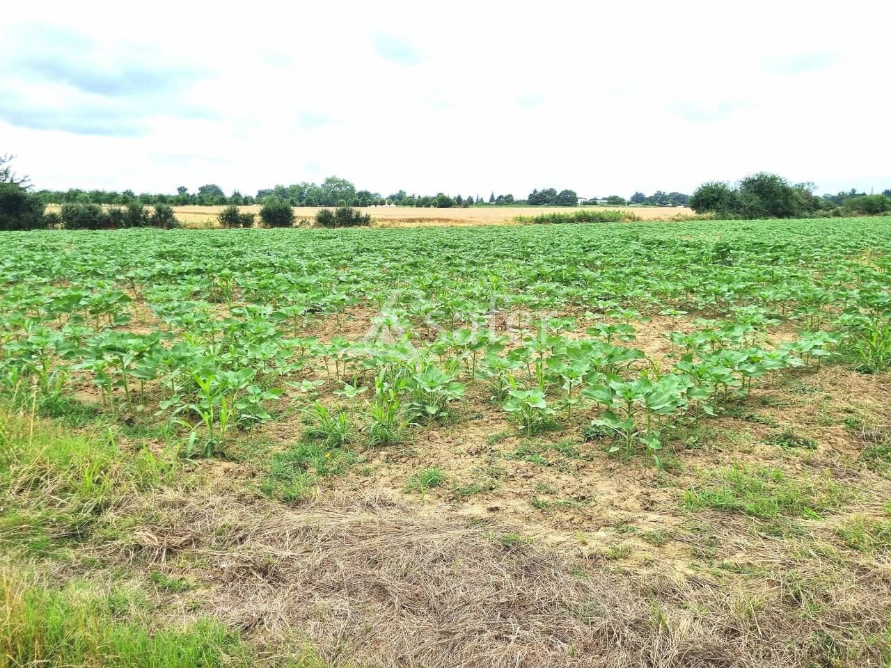 Propiedad rural En venta Tarn y Garona