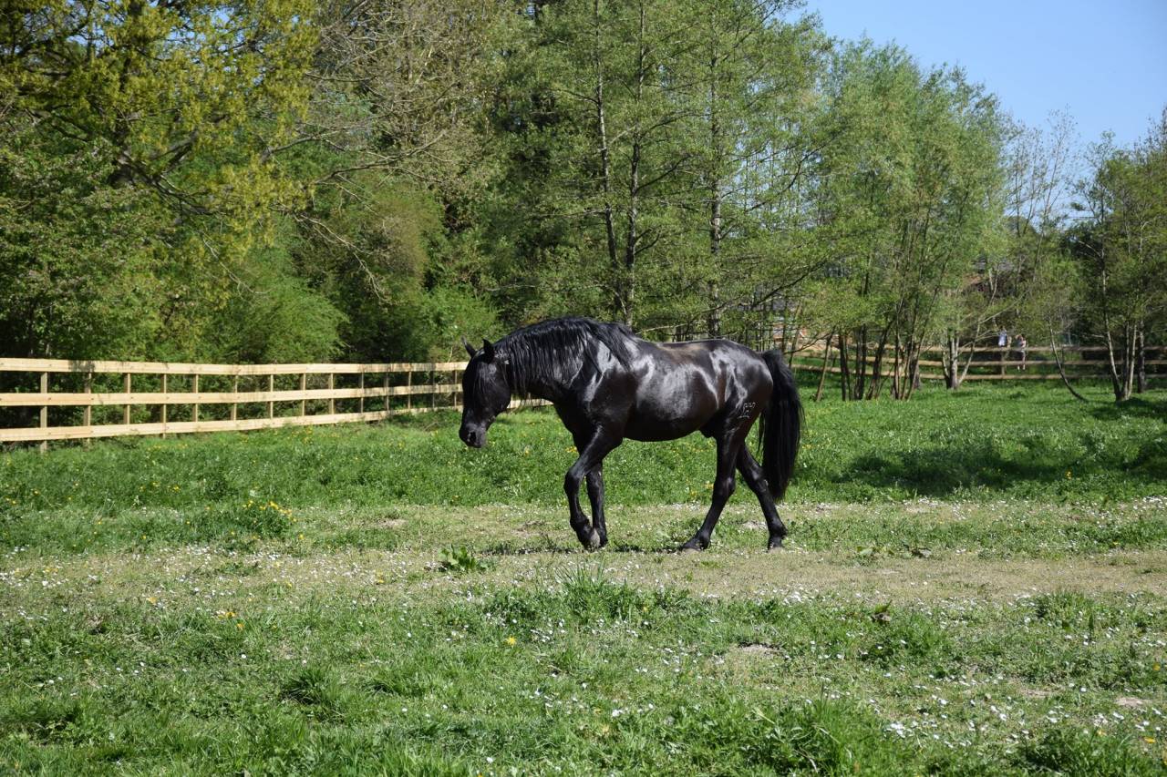 LEBRERO SG - PRE Pura Raza Espa&ntilde;ola 2006 por RECLAMO VI 