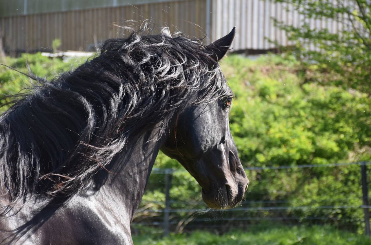 LEBRERO SG - PRE Pura Raza Espa&ntilde;ola 2006 por RECLAMO VI 