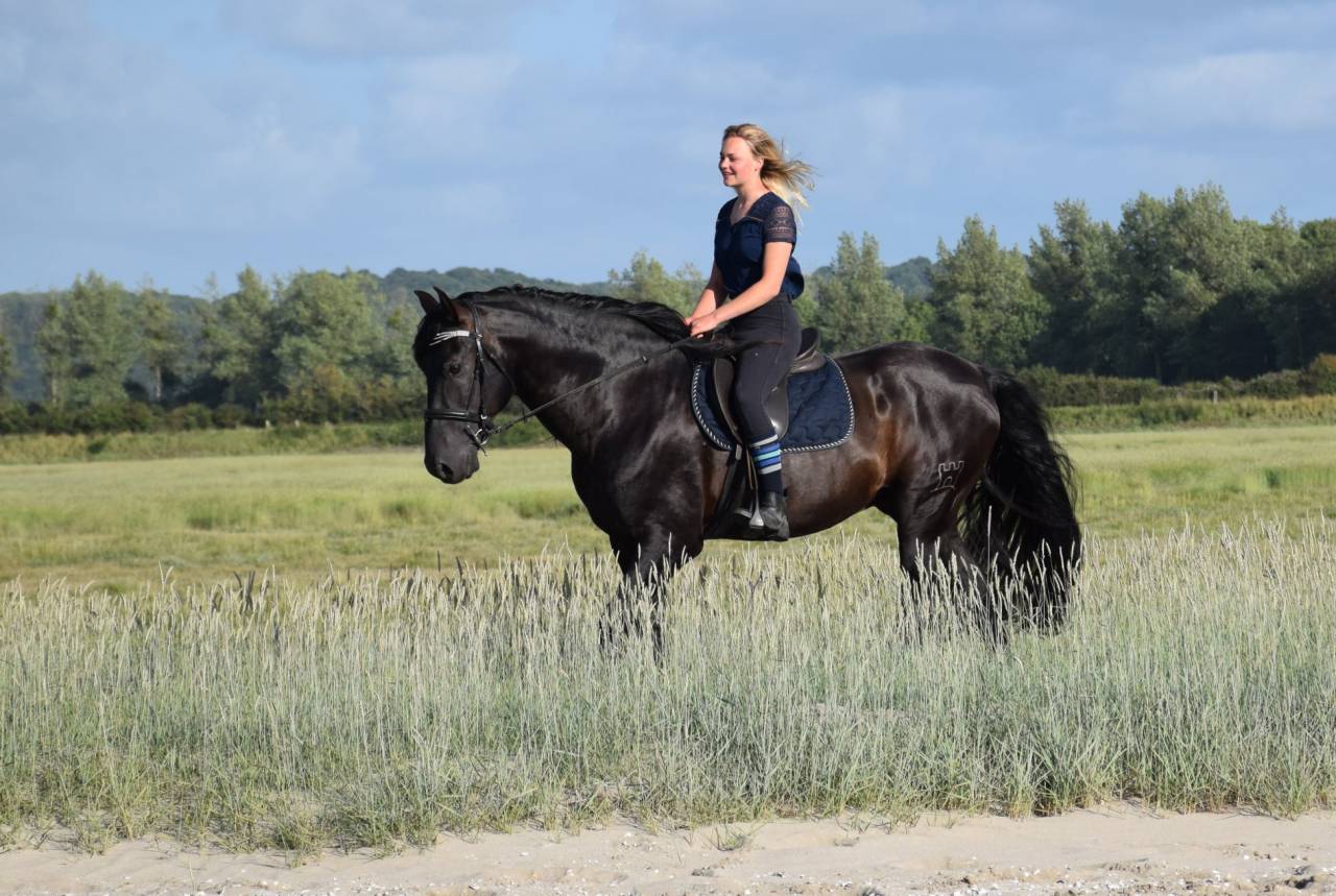 LEBRERO SG - PRE Pura Raza Espa&ntilde;ola 2006 por RECLAMO VI 