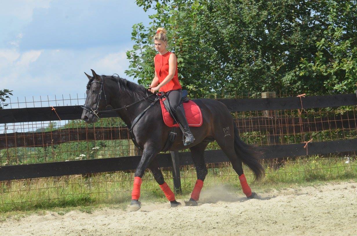 LEBRERO SG - PRE Pura Raza Espa&ntilde;ola 2006 por RECLAMO VI 