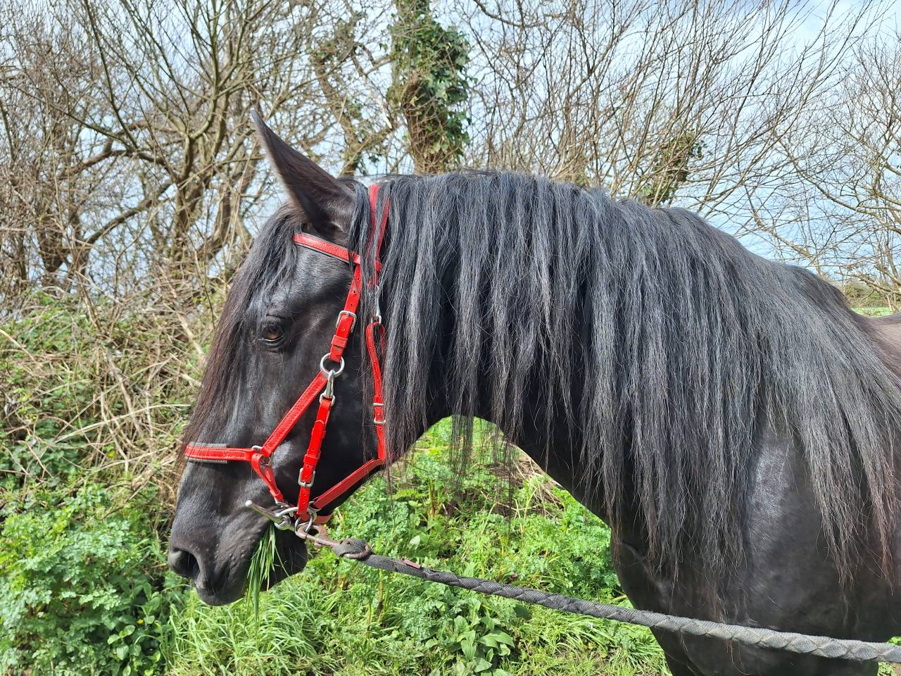 LEBRERO SG - PRE Pura Raza Espa&ntilde;ola 2006 por RECLAMO VI 