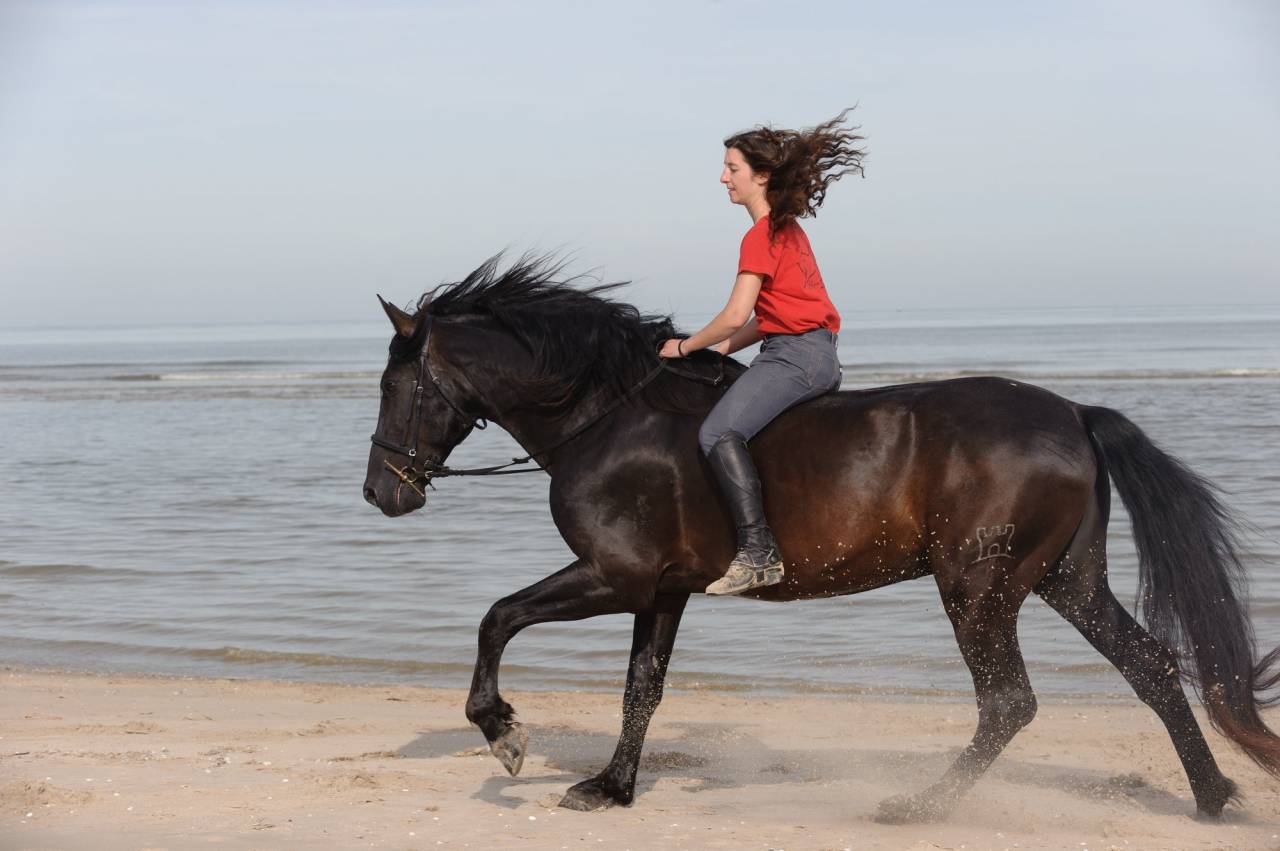 LEBRERO SG - PRE Pura Raza Espa&ntilde;ola 2006 por RECLAMO VI 