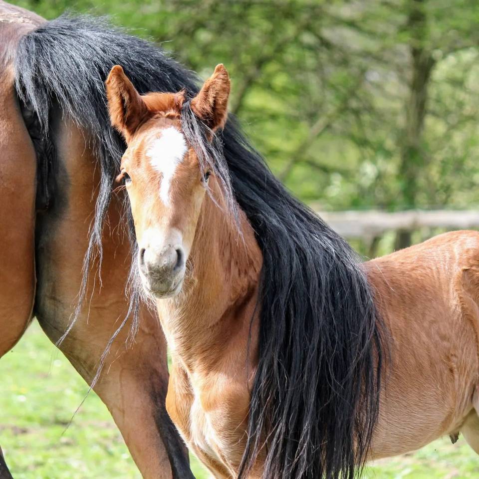Potro sBs Caballo de Deporte Belga En venta 2024 Alazán por PEGASE VAN'T RUYTERSHOF