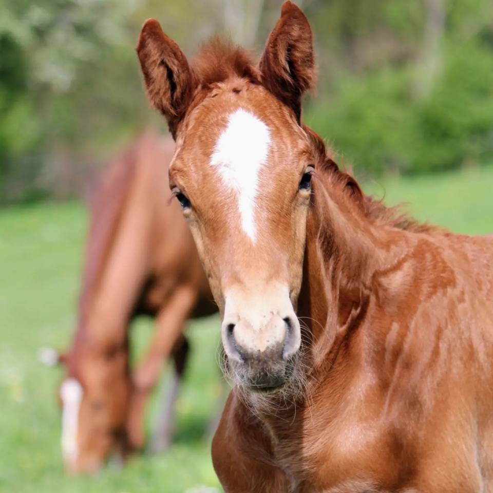 Potro sBs Caballo de Deporte Belga En venta 2024 Alazán por PEGASE VAN'T RUYTERSHOF
