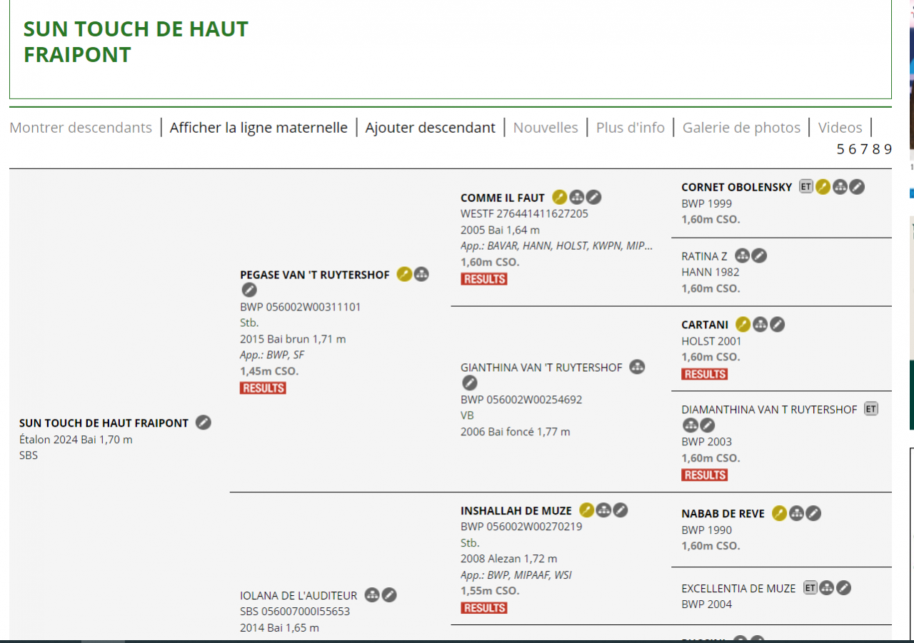 Potro sBs Caballo de Deporte Belga En venta 2024 Alazán por PEGASE VAN'T RUYTERSHOF