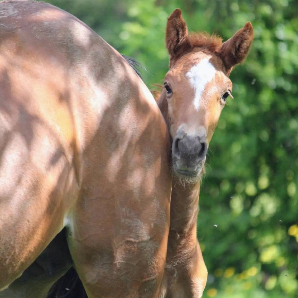 Potro sBs Caballo de Deporte Belga En venta 2024 Alazán por PEGASE VAN'T RUYTERSHOF