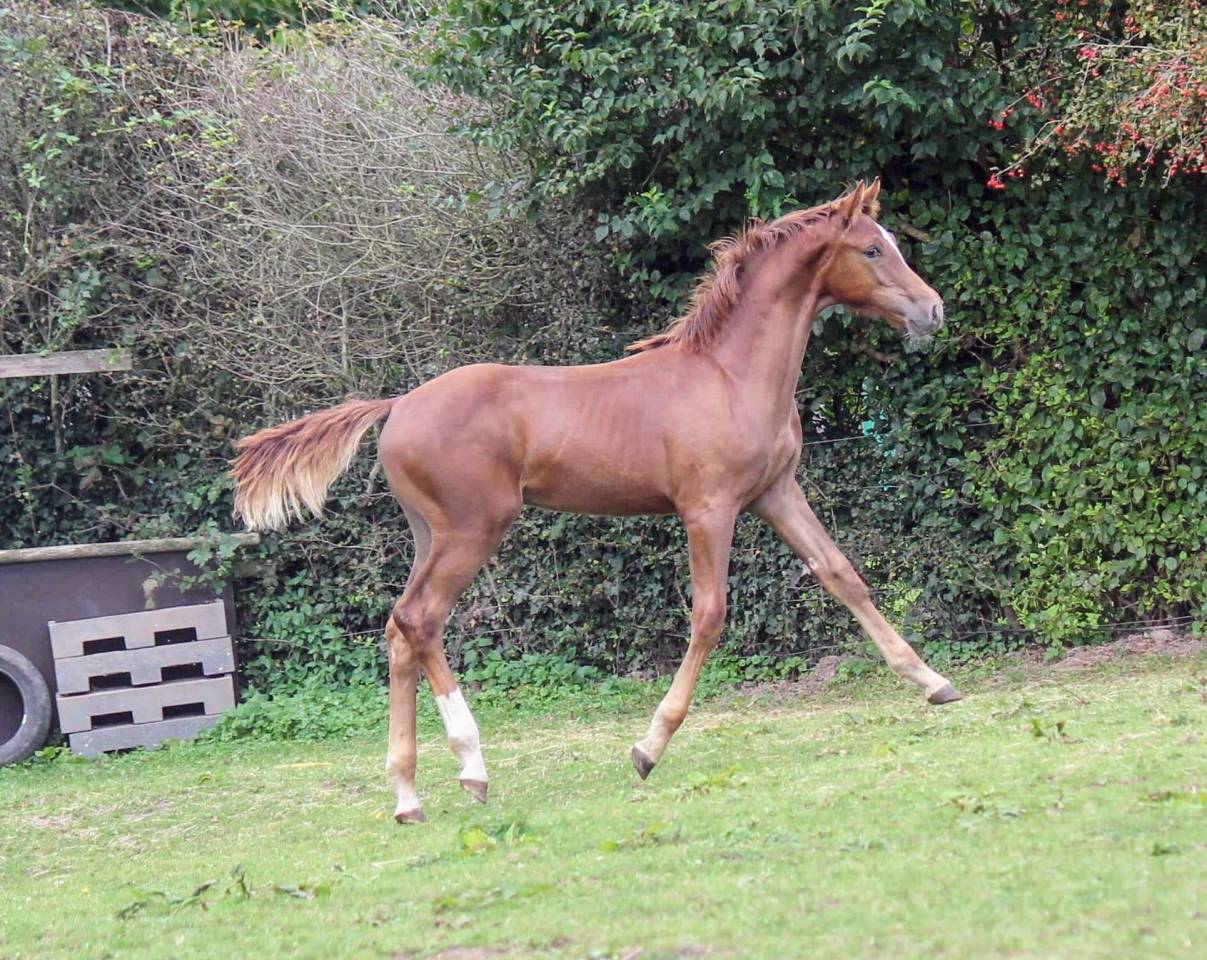 Potro sBs Caballo de Deporte Belga En venta 2024 Alazán por PEGASE VAN'T RUYTERSHOF