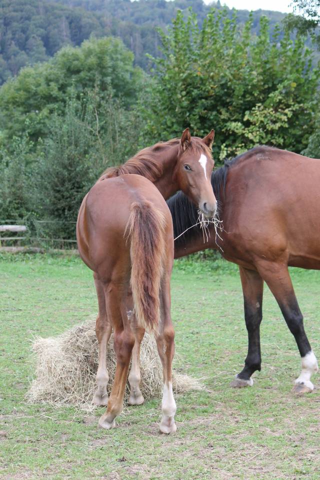 Potro sBs Caballo de Deporte Belga En venta 2024 Alazán por PEGASE VAN'T RUYTERSHOF