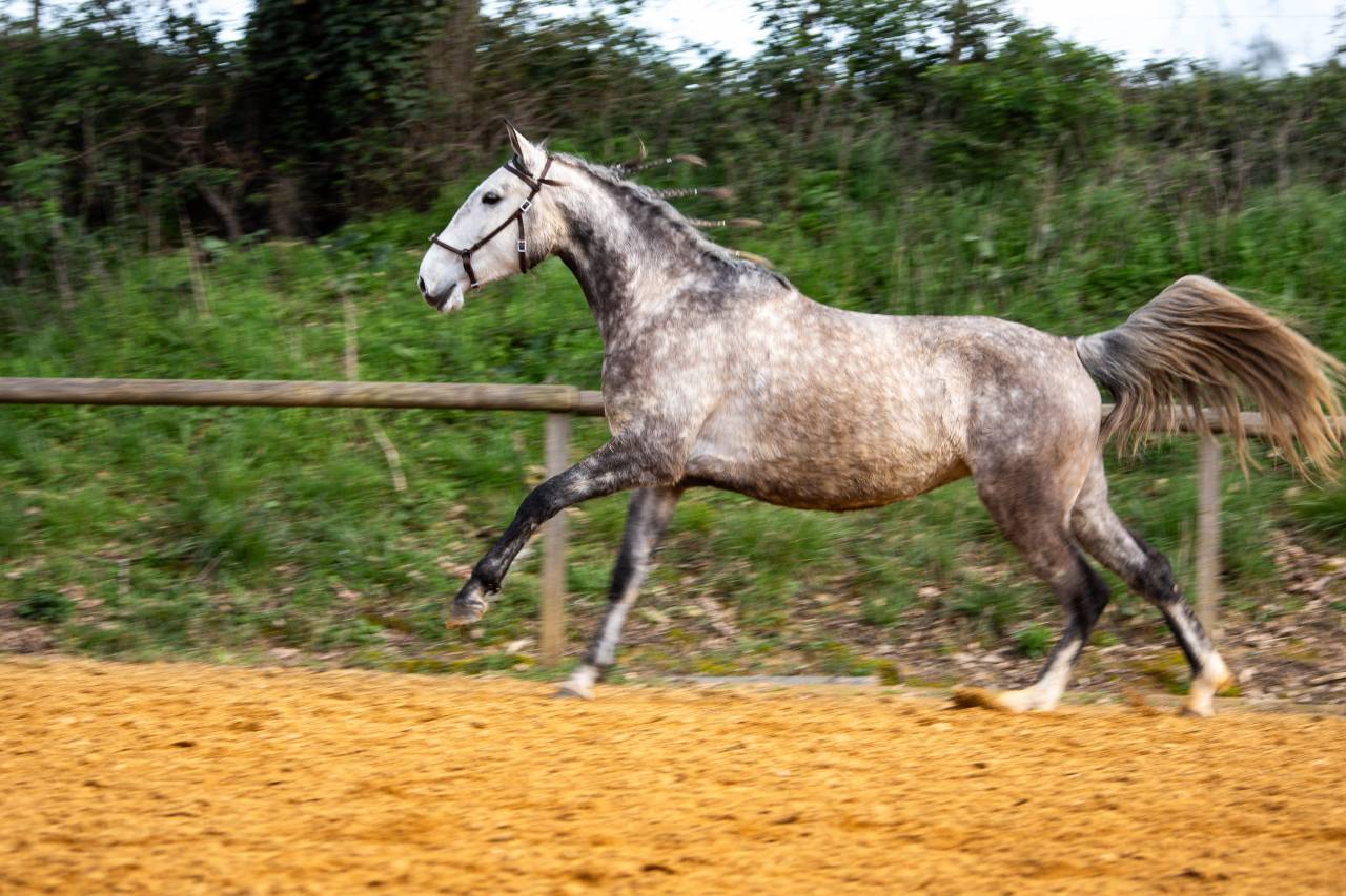 Yegua Lusitano En venta 2020 Tordo