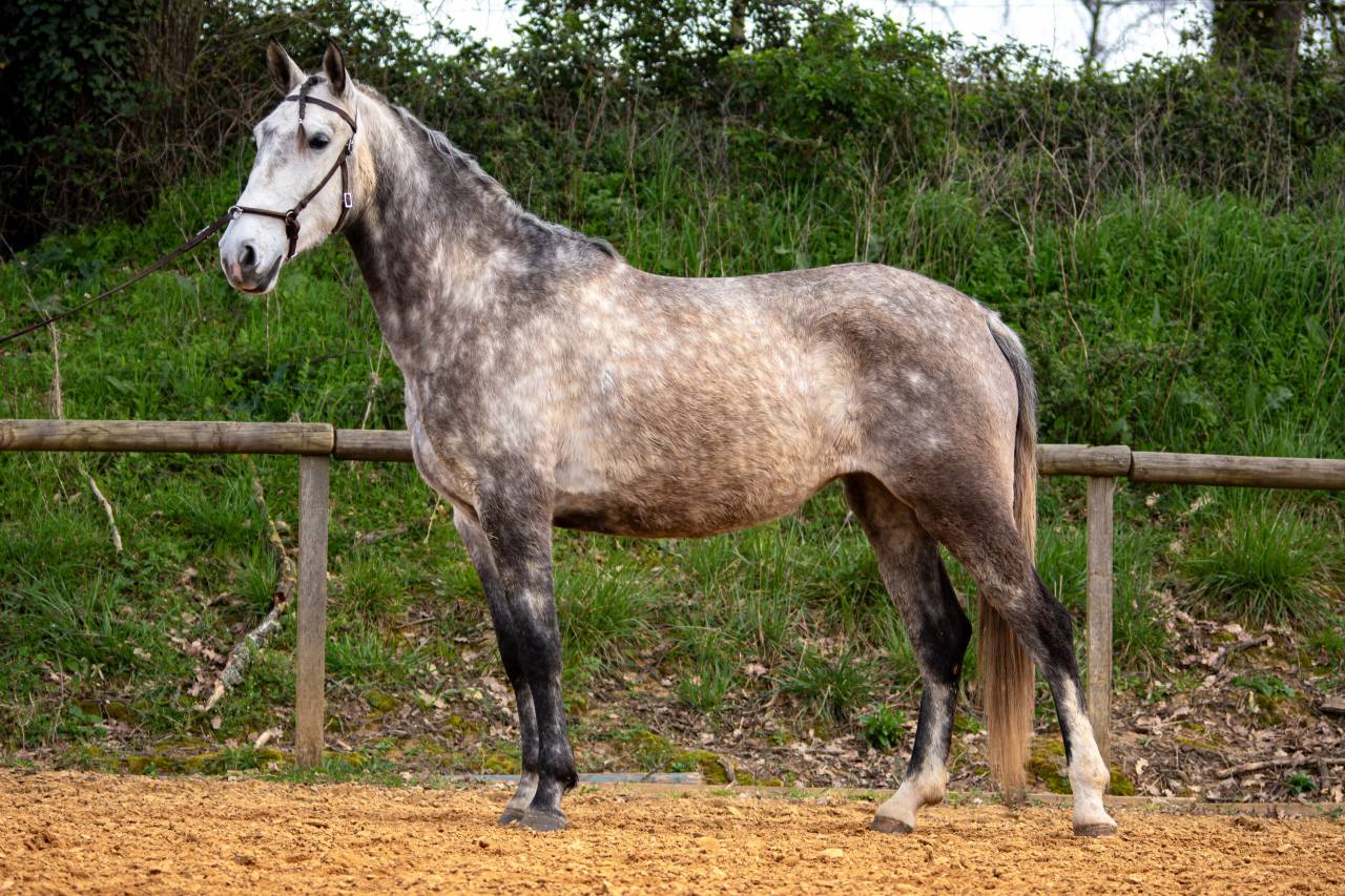 Yegua Lusitano En venta 2020 Tordo
