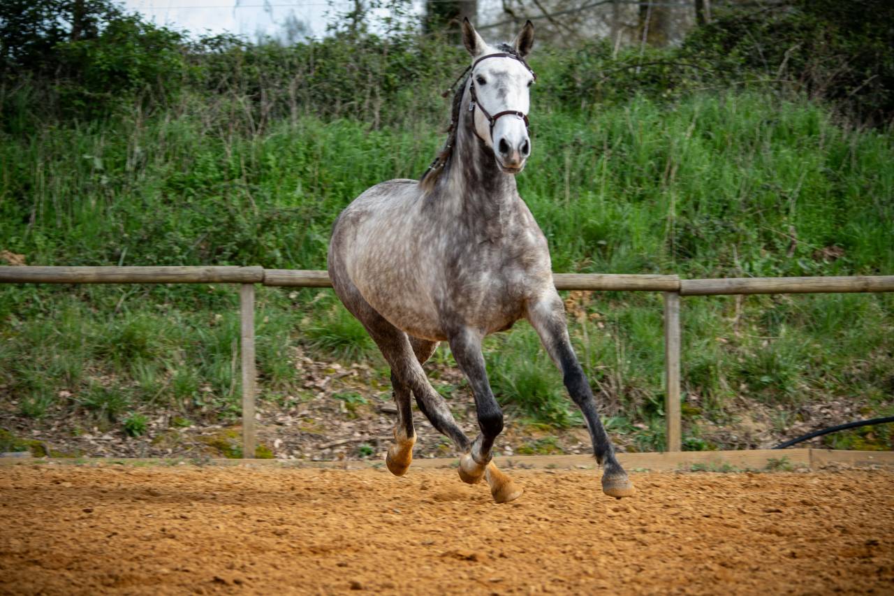 Yegua Lusitano En venta 2020 Tordo