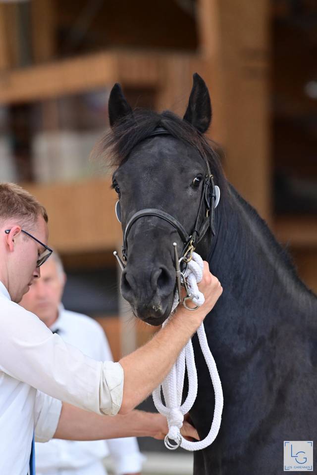 Semental Arabo Frisón En venta 2022 Negro por Maïko DLB Classic Innovation