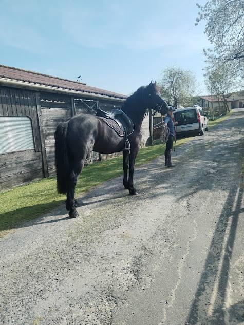 Caballo castrado Arabo Fris&oacute;n En venta 2022 Negro por Ma&iuml;ko DLB Classic Innovation