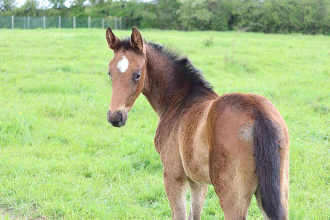 Potranca Silla Francés En venta 2024 Bayo por Ichaï de Reile SF