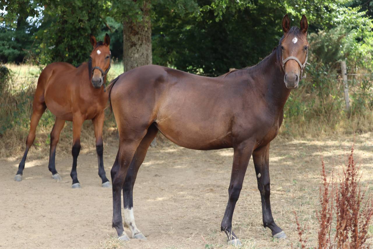 Potranca Silla Francés En venta 2024 Bayo por Ichaï de Reile SF