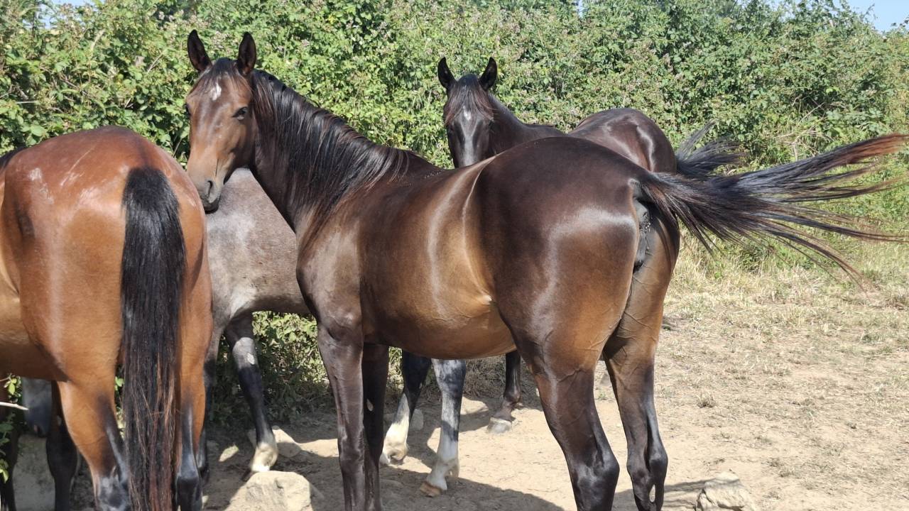 Potranca Silla Franc&eacute;s En venta 2024 Bayo por Icha&iuml; de Reile SF