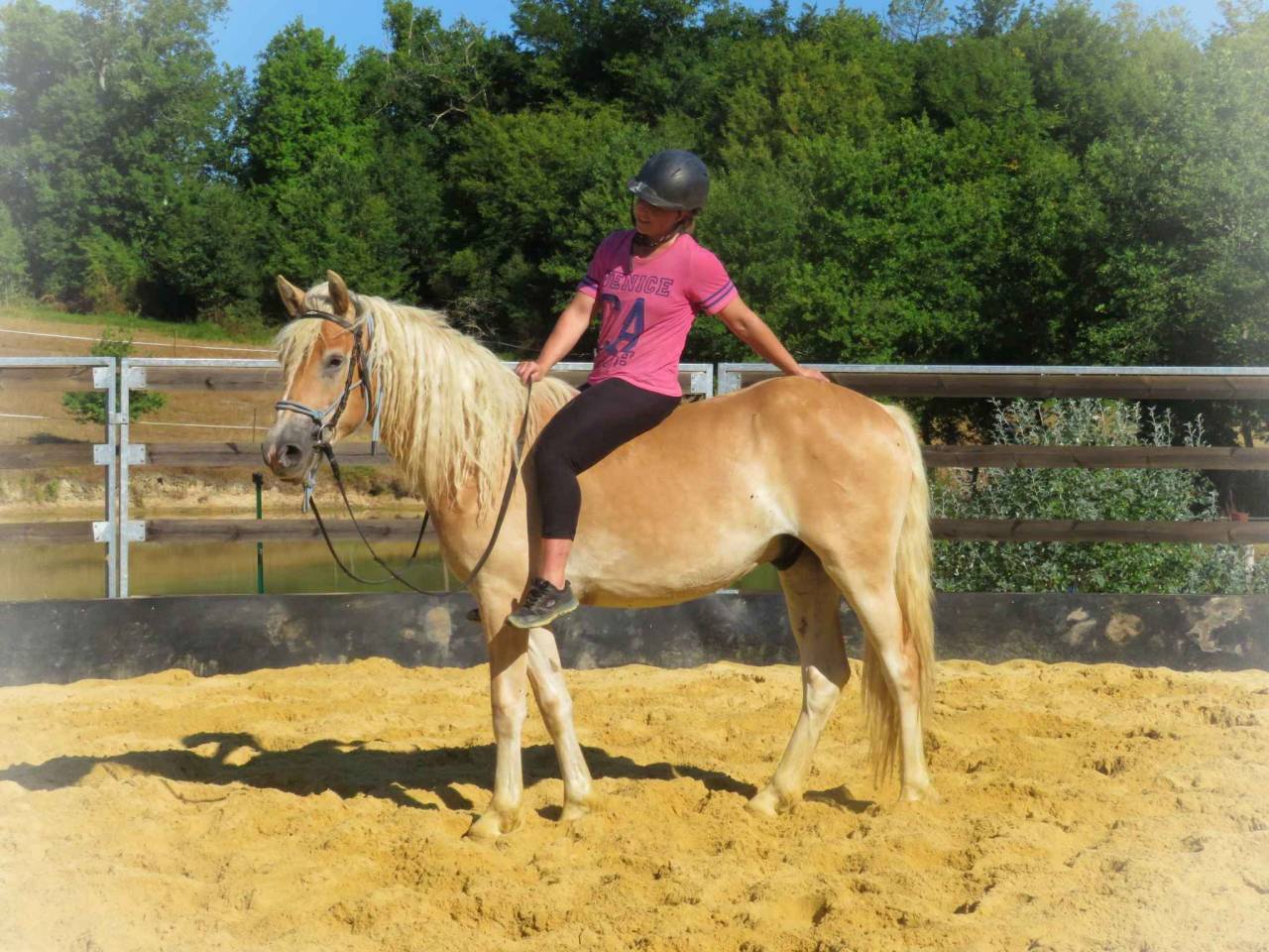 Caballo castrado Origine Constatée En venta 2021 Bayo