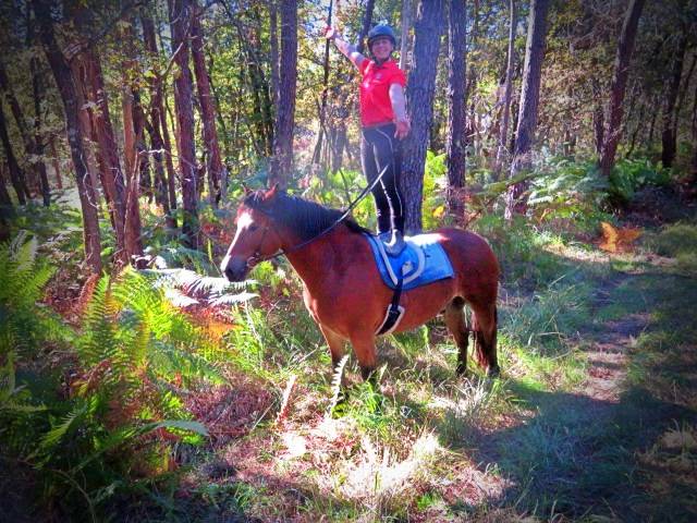 Caballo castrado Origine Constatée En venta 2021 Bayo