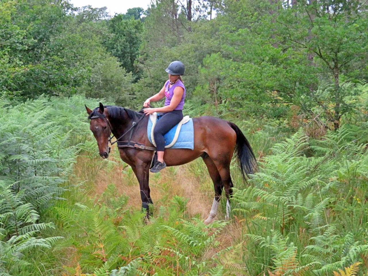 Caballo castrado Origine Constatée En venta 2021 Bayo