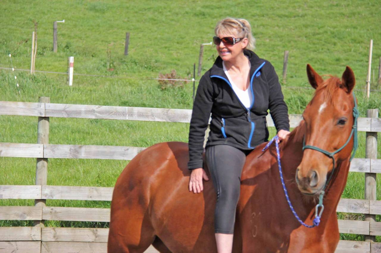 Caballo castrado Origine Constatée En venta 2021 Bayo