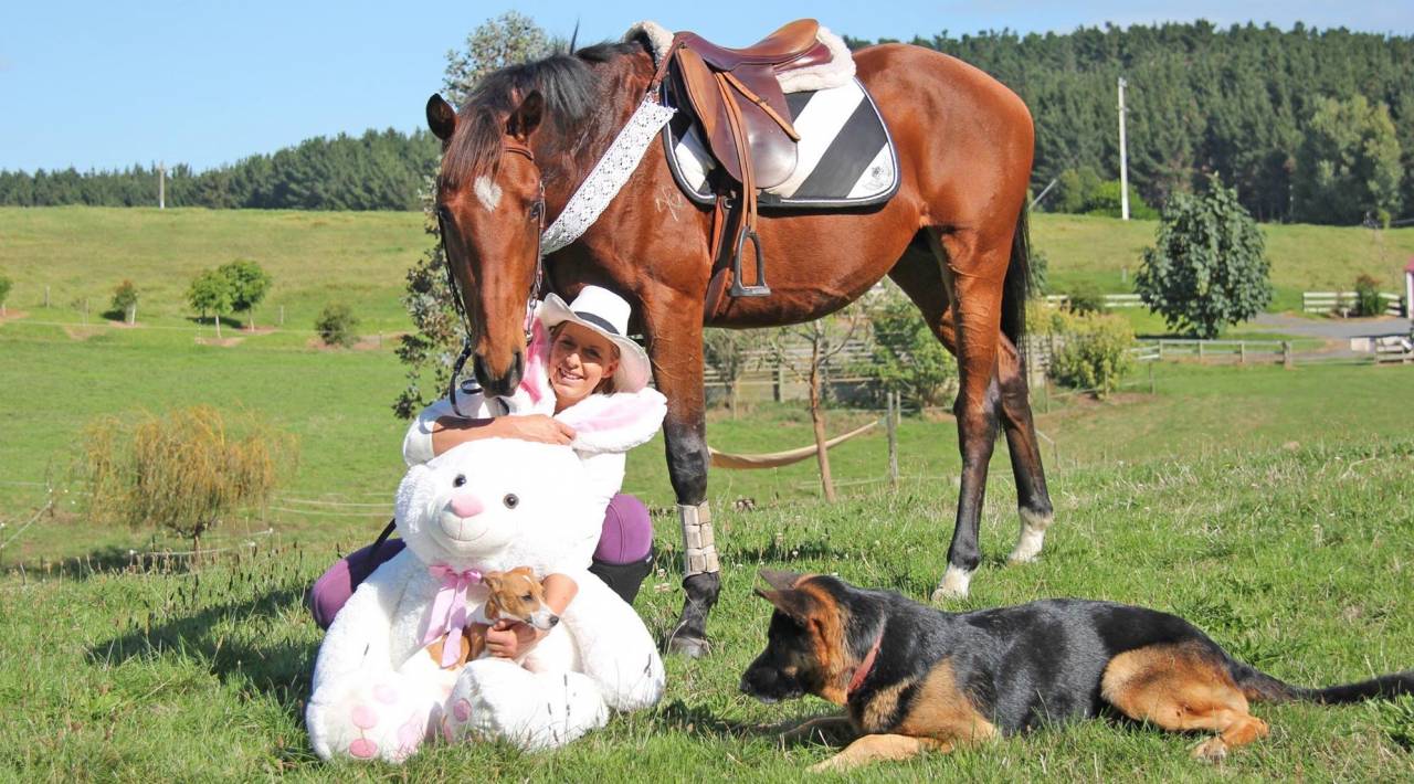 Caballo castrado Origine Constatée En venta 2021 Bayo