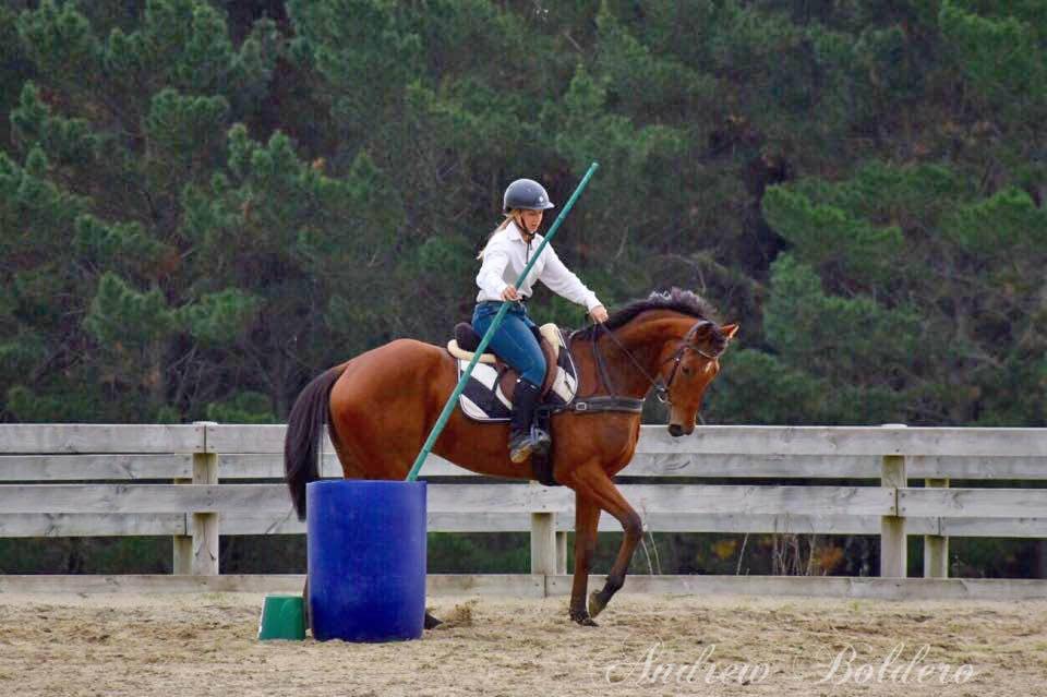 Caballo castrado Origine Constatée En venta 2021 Bayo