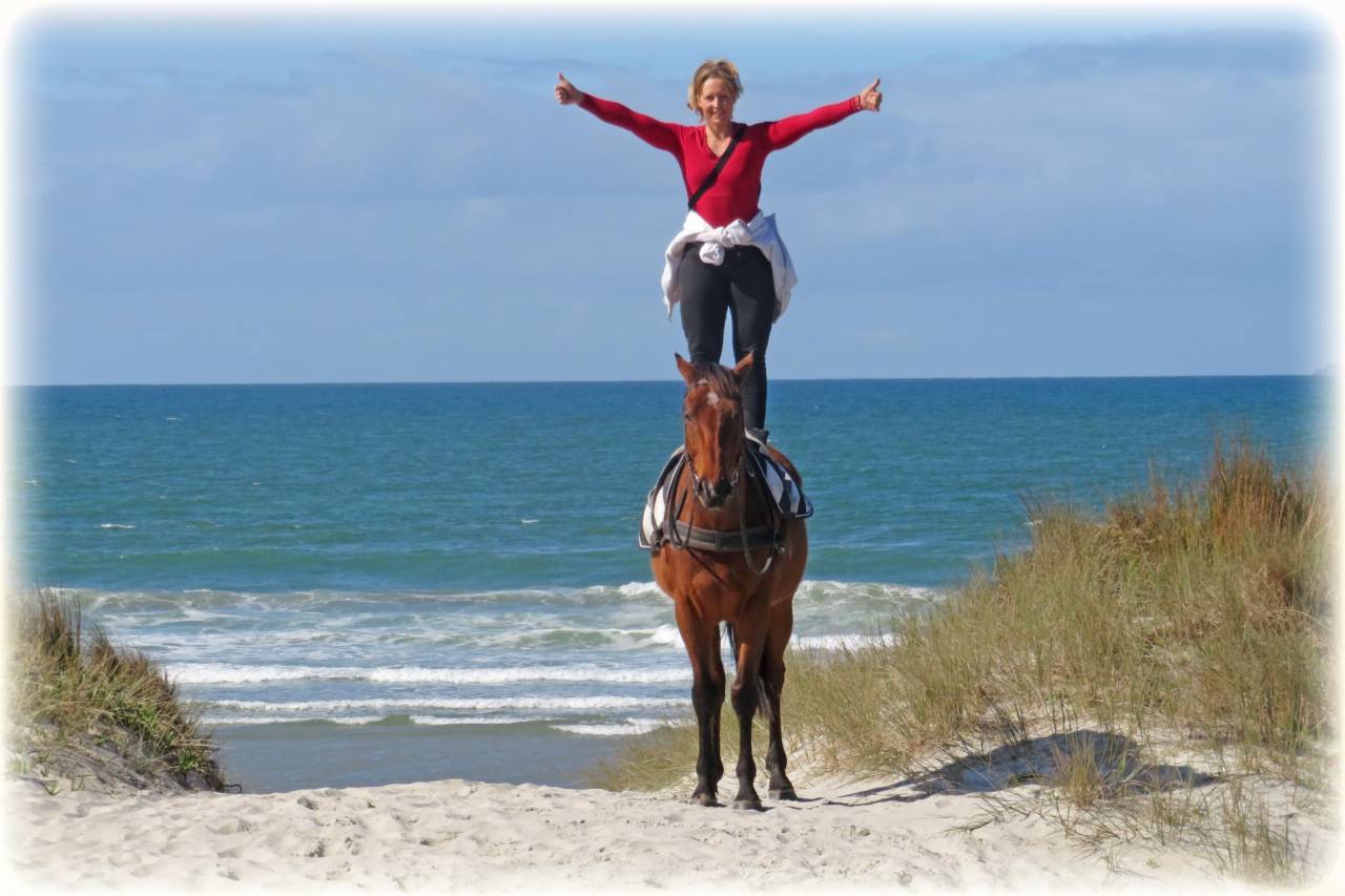 Caballo castrado Origine Constatée En venta 2021 Bayo