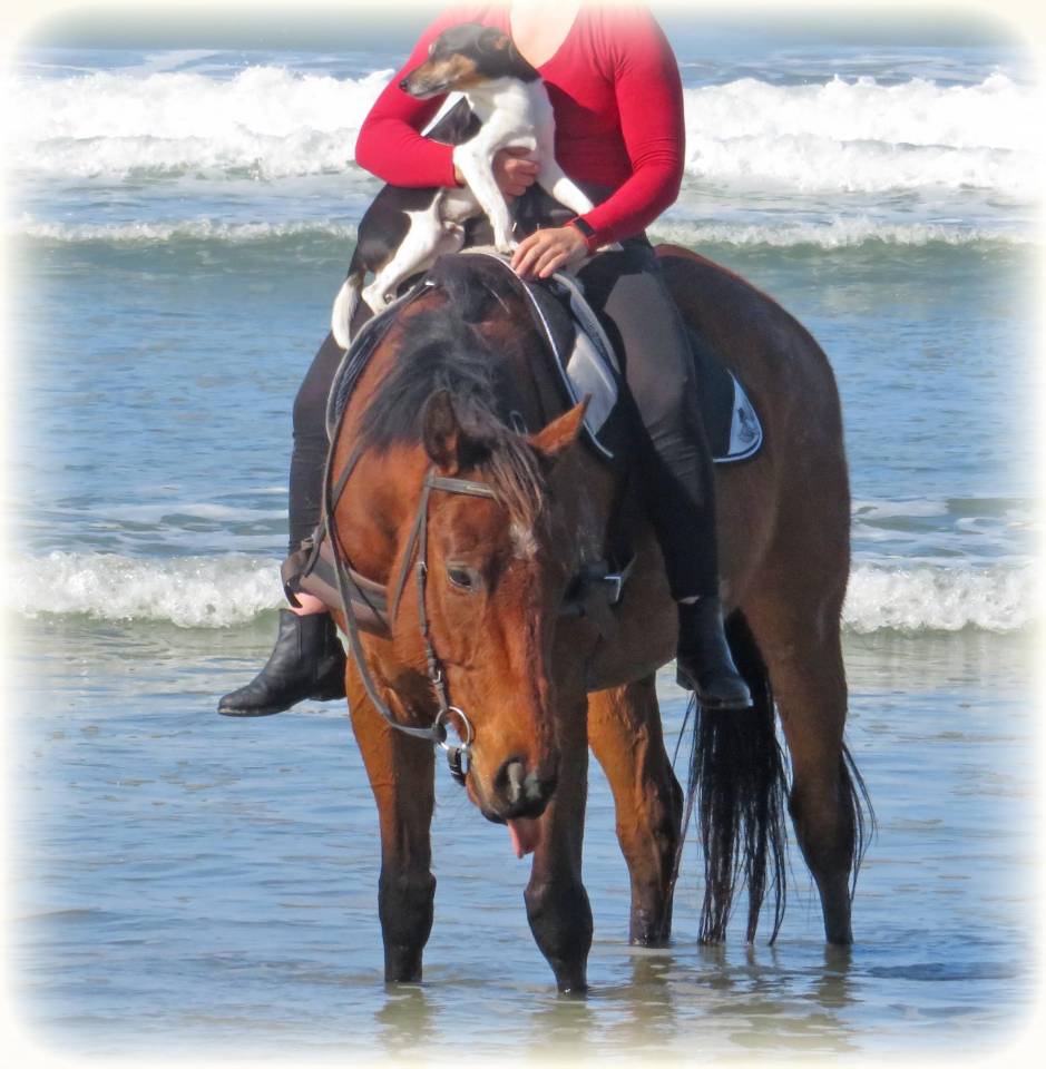 Caballo castrado Origine Constatée En venta 2021 Bayo