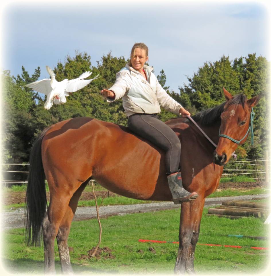 Caballo castrado Origine Constatée En venta 2021 Bayo