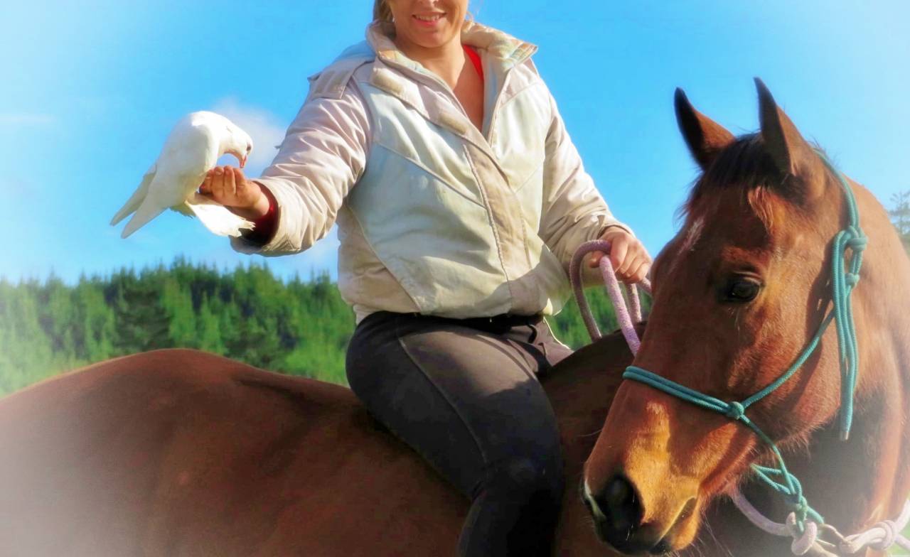 Caballo castrado Origine Constatée En venta 2021 Bayo