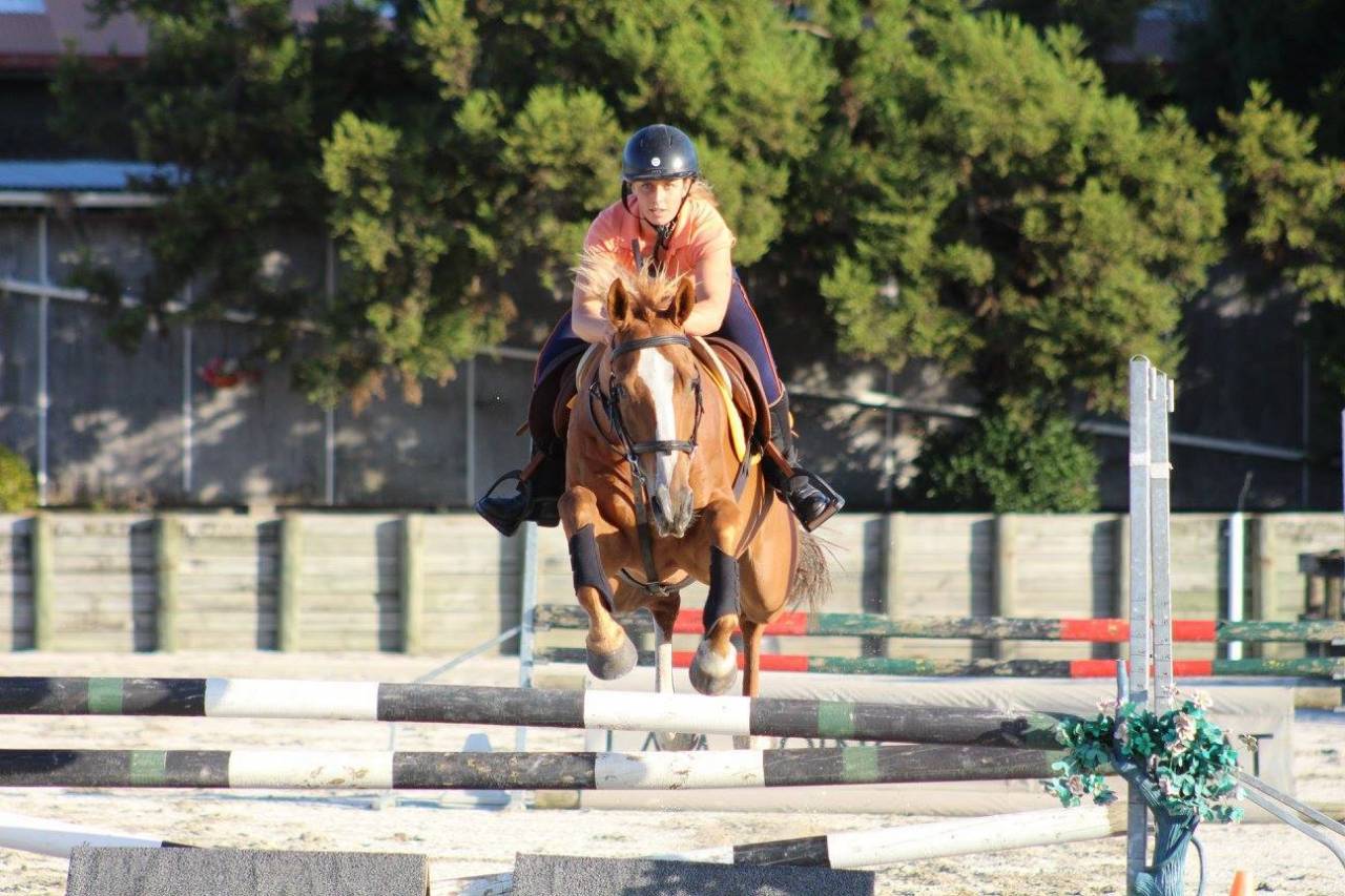 Caballo castrado Origine Constatée En venta 2021 Bayo