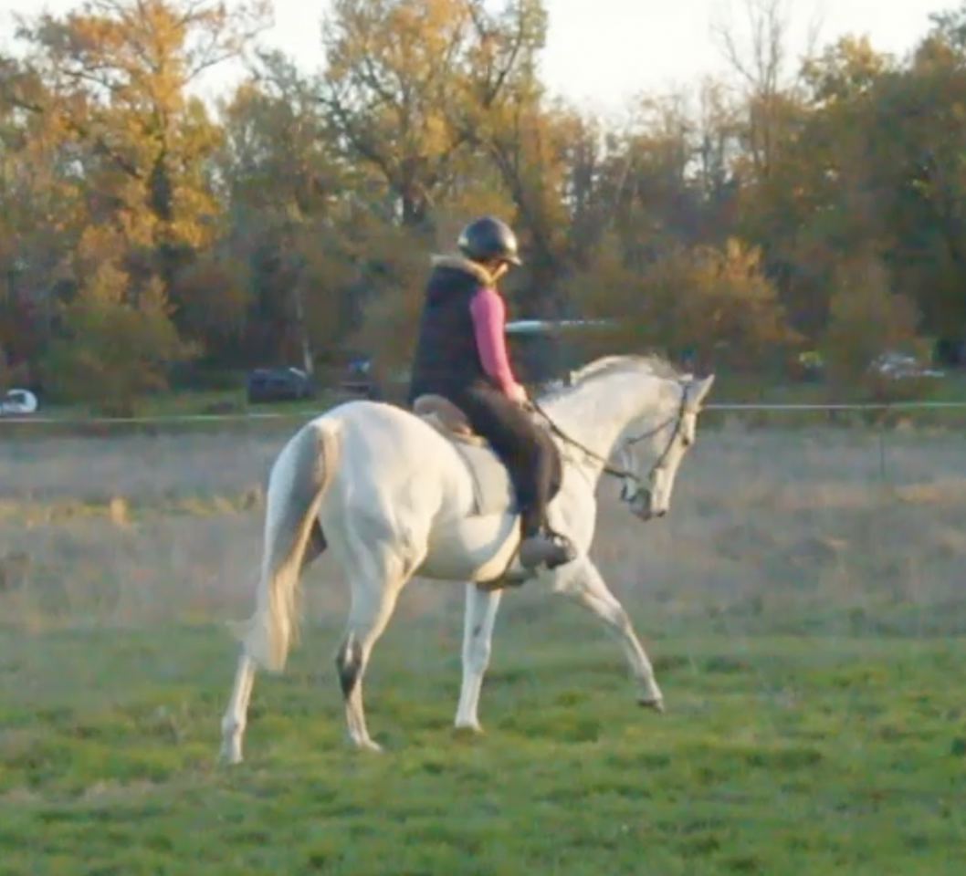 Caballo castrado AQPS En venta 2015 Blanco