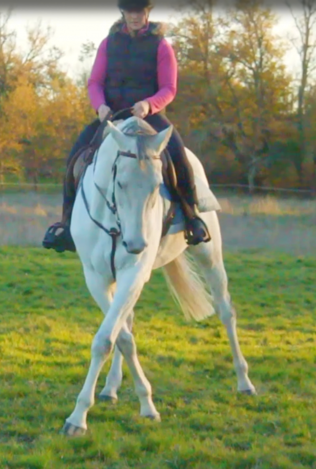 Caballo castrado AQPS En venta 2015 Blanco