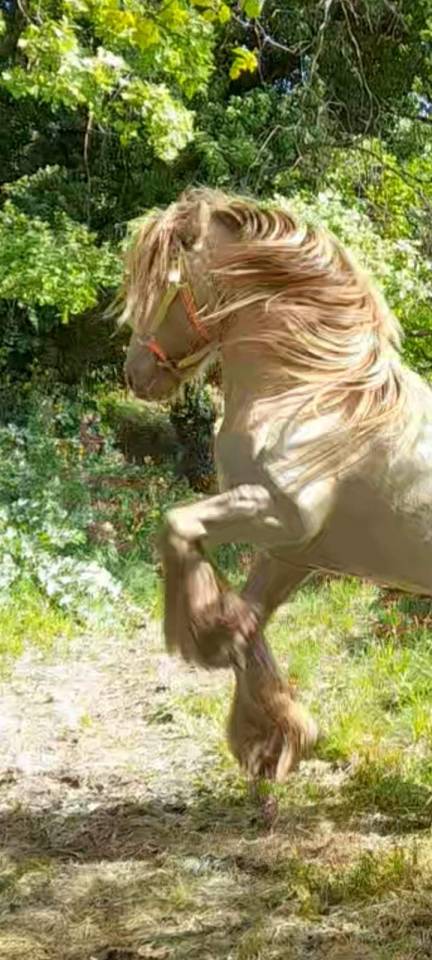 CAPPUCINO DREAM VANT ZILTE GORS - Gypsy Cob 2019 por San Cler Nero