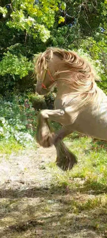 CAPPUCINO DREAM VANT ZILTE GORS - Gypsy Cob 2019 por San Cler Nero