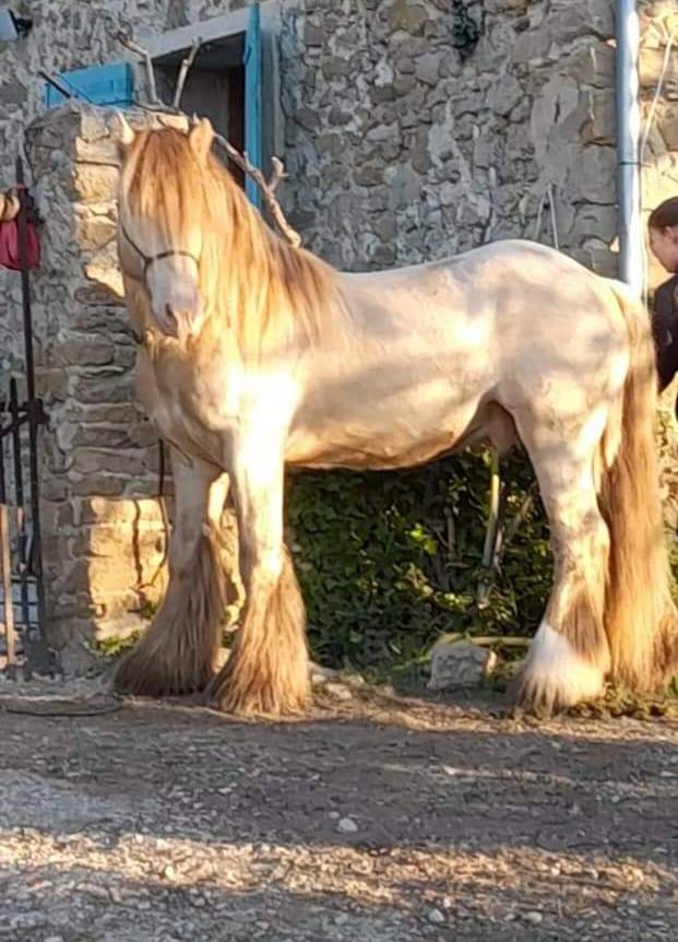 CAPPUCINO DREAM VANT ZILTE GORS - Gypsy Cob 2019 por San Cler Nero