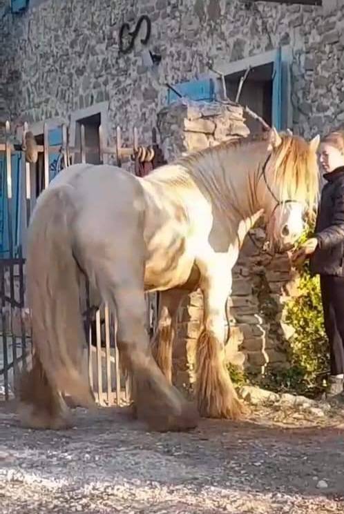 CAPPUCINO DREAM VANT ZILTE GORS - Gypsy Cob 2019 por San Cler Nero