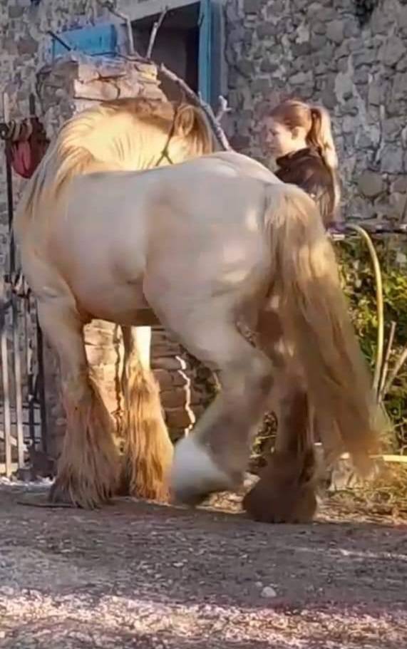 CAPPUCINO DREAM VANT ZILTE GORS - Gypsy Cob 2019 por San Cler Nero