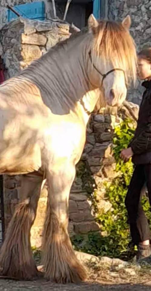 CAPPUCINO DREAM VANT ZILTE GORS - Gypsy Cob 2019 por San Cler Nero