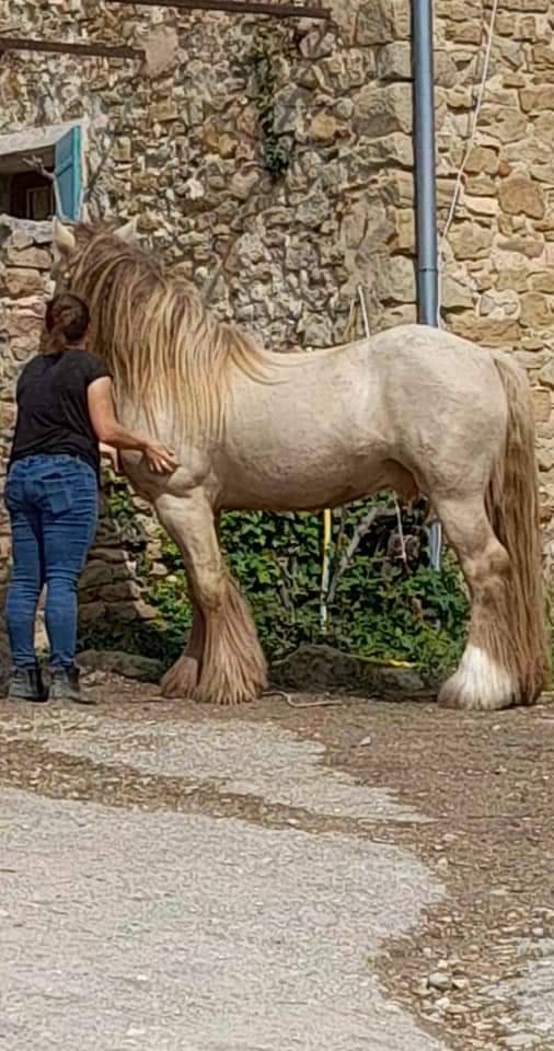 CAPPUCINO DREAM VANT ZILTE GORS - Gypsy Cob 2019 por San Cler Nero