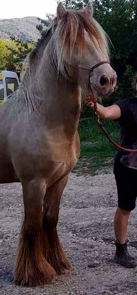CAPPUCINO DREAM VANT ZILTE GORS - Gypsy Cob 2019 por San Cler Nero