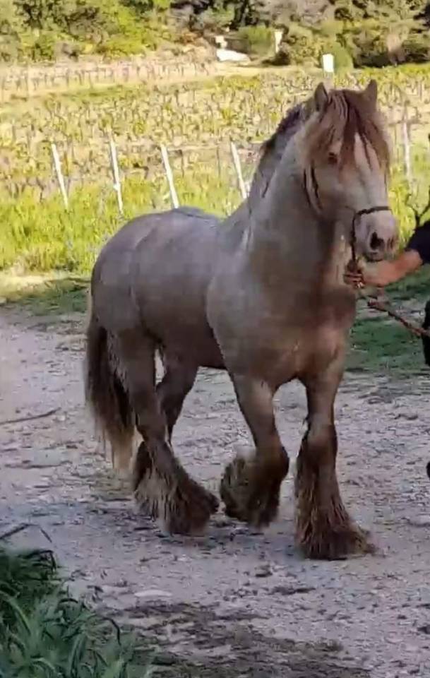 CAPPUCINO DREAM VANT ZILTE GORS - Gypsy Cob 2019 por San Cler Nero