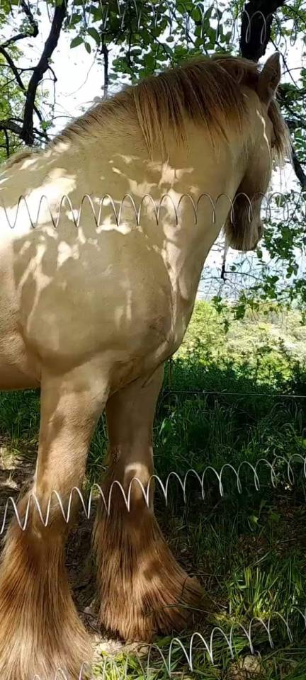 CAPPUCINO DREAM VANT ZILTE GORS - Gypsy Cob 2019 por San Cler Nero