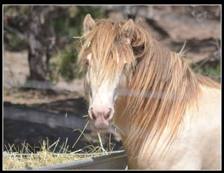 CAPPUCINO DREAM VANT ZILTE GORS - Gypsy Cob 2019 por San Cler Nero