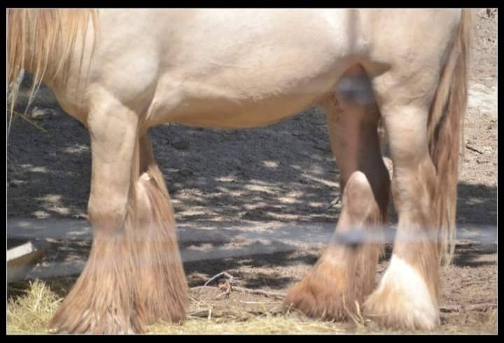 CAPPUCINO DREAM VANT ZILTE GORS - Gypsy Cob 2019 por San Cler Nero