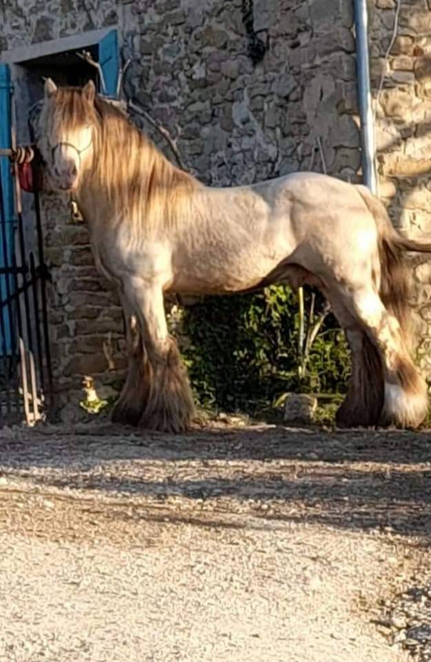 CAPPUCINO DREAM VANT ZILTE GORS - Gypsy Cob 2019 por San Cler Nero