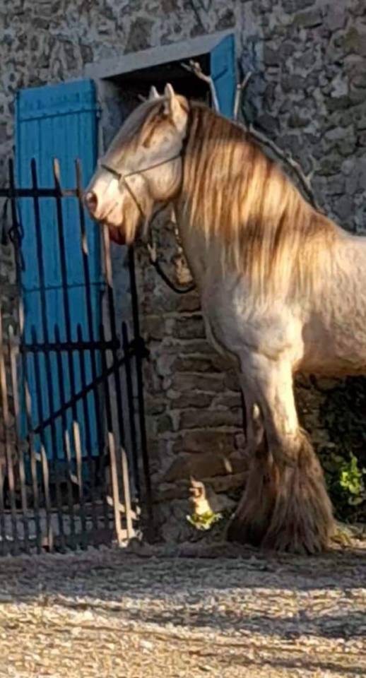 CAPPUCINO DREAM VANT ZILTE GORS - Gypsy Cob 2019 por San Cler Nero