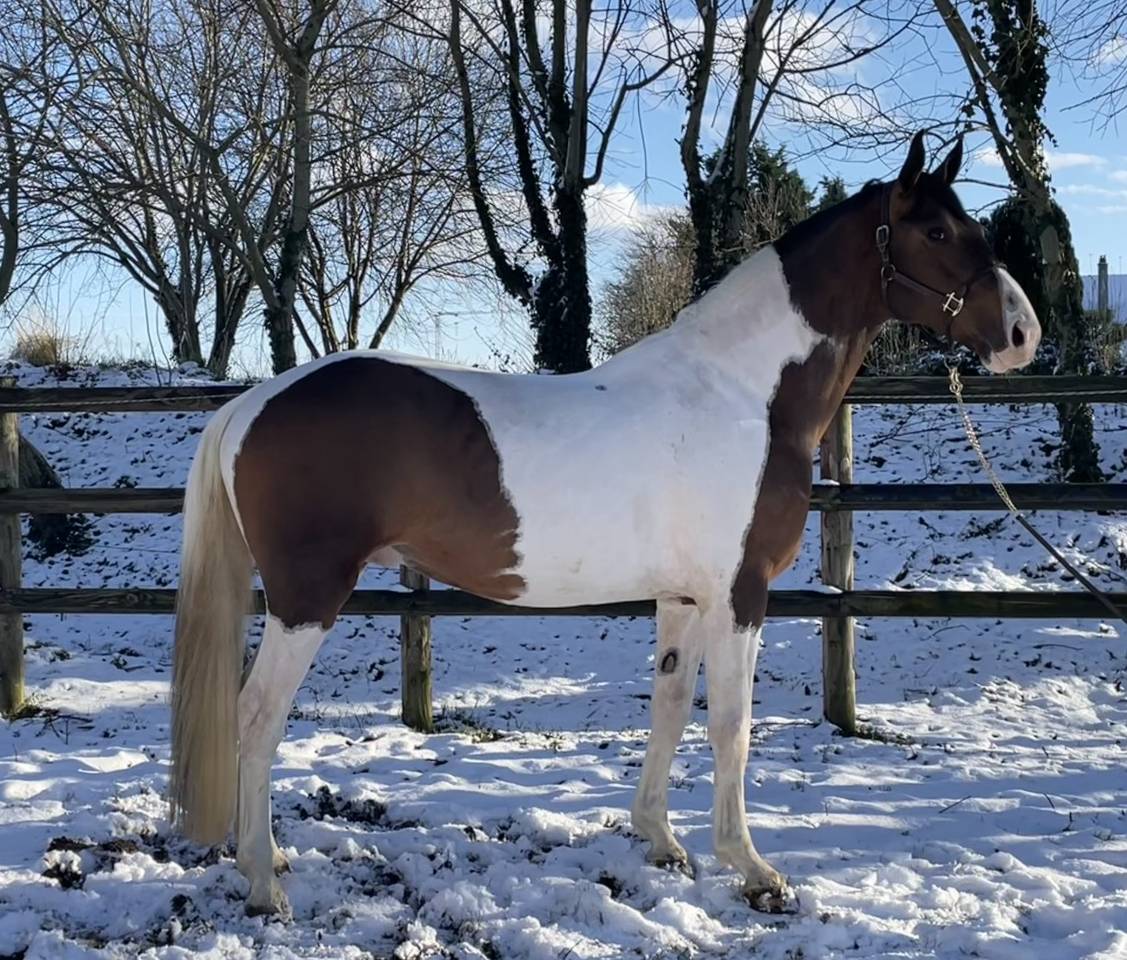 JERICHO DU LAGON - Caballo de Silla 2019 por Envol van de Rib